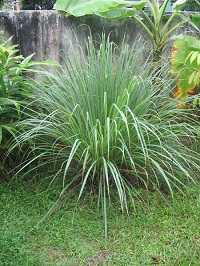 Zitronengras (Cymbopogon citratus)