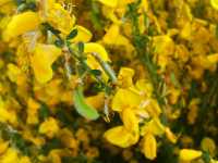 Besenginster (Cytisus scoparius)