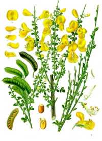 Besenginster (Cytisus scoparius)