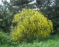 Besenginster (Cytisus scoparius)