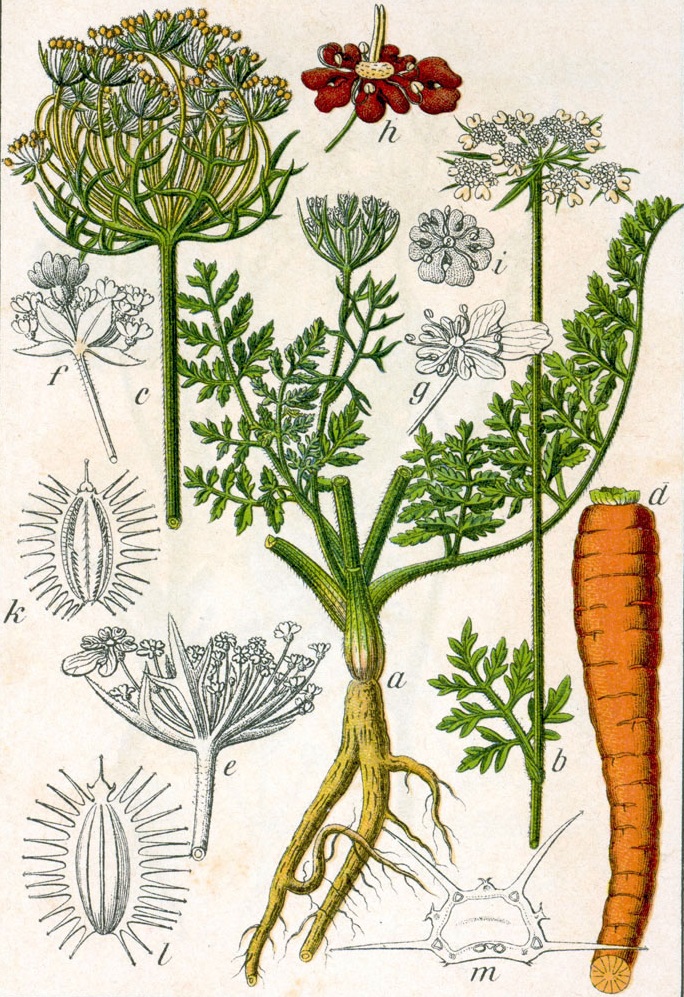 Echte Möhre (Daucus carota)