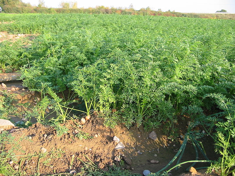 Karotte (Daucus carota)