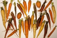 Karotte (Daucus carota)