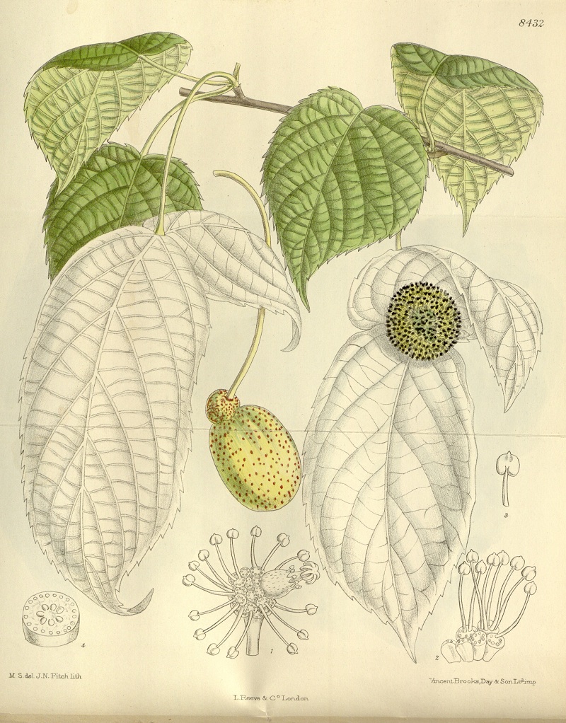 Taschentuchbaum (Davidia involucrata)