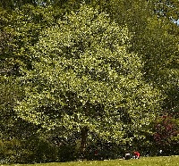 Taschentuchbaum (Davidia involucrata)