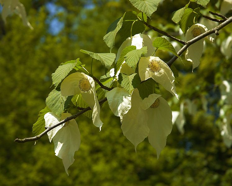 Taschentuchbaum (Davidia involucrata)
