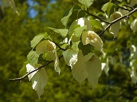 Taschentuchbaum (Davidia involucrata) Blätter und Blüten
