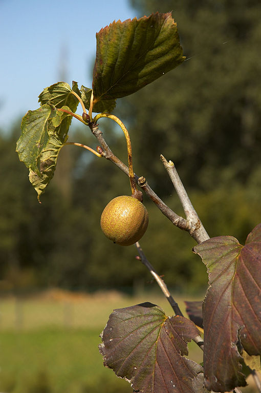 Taschentuchbaum (Davidia involucrata) Blätter und Frucht