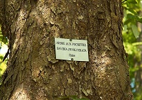 Taschentuchbaum (Davidia involucrata) Rinde