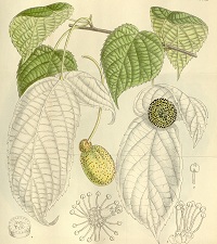 Taschentuchbaum (Davidia involucrata)