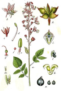 Diptam (Dictamnus albus)