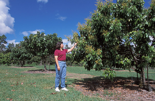 Longan (Dimocarpus longan)