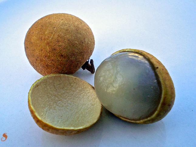 Longan (Dimocarpus longan)