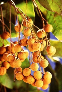 Longan (Dimocarpus longan)