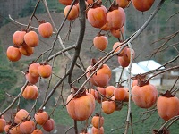 Kaki (Diospyros kaki)