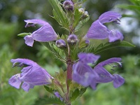 Türkische Drachenkopf Blüte