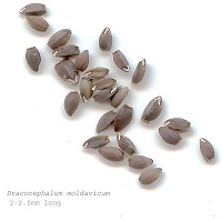 Türkische Drachenkopf Samen