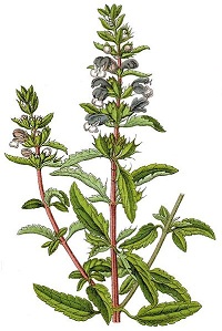 Türkische Drachenkopf (Dracocephalum moldavica)