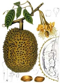 Durianbaum