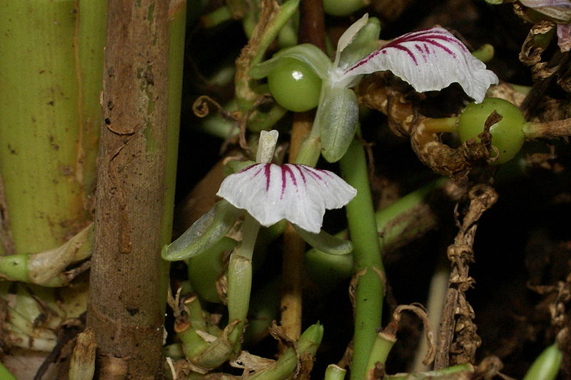 Kardamom Blüte