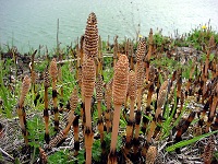 Ackerschachtelhalm (Equisetum arvense)