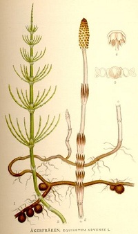 Ackerschachtelhalm (Equisetum arvense)