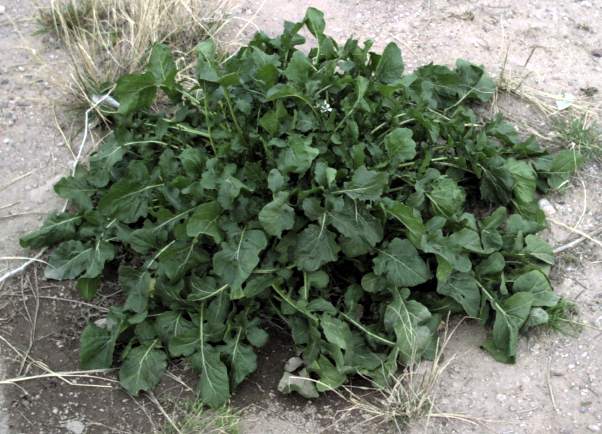 Rucola (Eruca sativa)