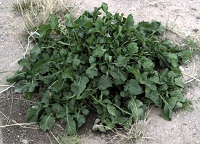 Rucola Salatpflanze