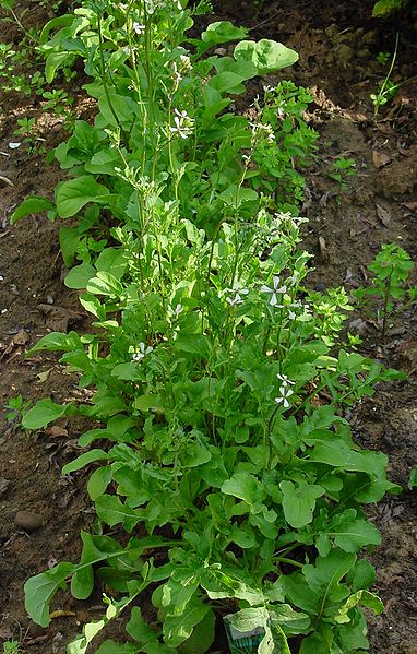 Rucola (Eruca sativa)