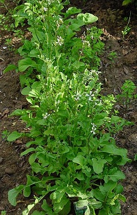 Rucola (Eruca sativa)