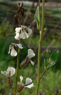 Rucola (Eruca sativa)