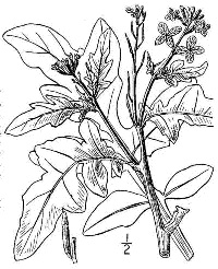 Rucola (Eruca sativa)