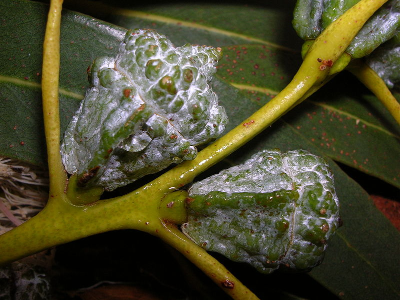 Blauer Eukalyptus (Eucalyptus globulus)