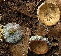 Blauer Eukalyptus (Eucalyptus globulus)