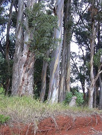 Blauer Eukalyptus (Eucalyptus globulus)