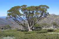 Schnee-Eukalypthus (Eucalyptus pauciflora)