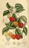 Surinamkirsche (Eugenia uniflora)