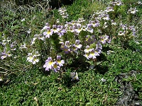 Alpen-Augentrost (Euphrasia alpina)