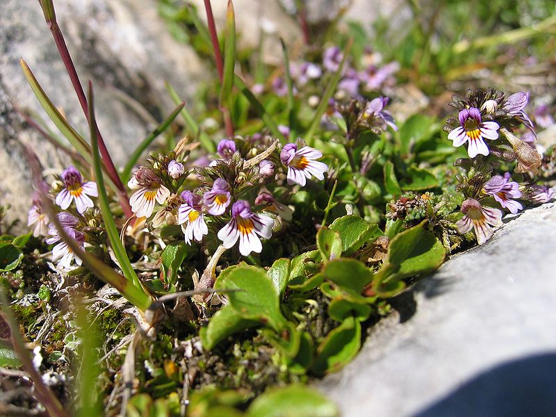 Gemeiner Augentrost (Euphrasia officinalis)