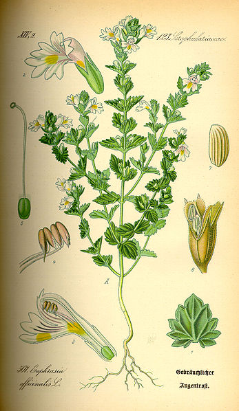 Gemeiner Augentrost (Euphrasia officinalis)