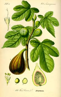 Ficus Carica