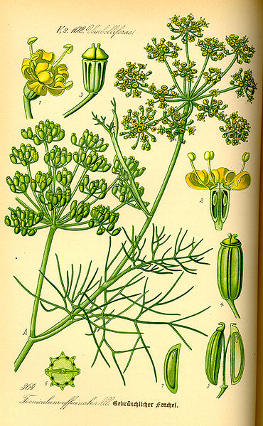 Fenchel (Foeniculum vulgare)