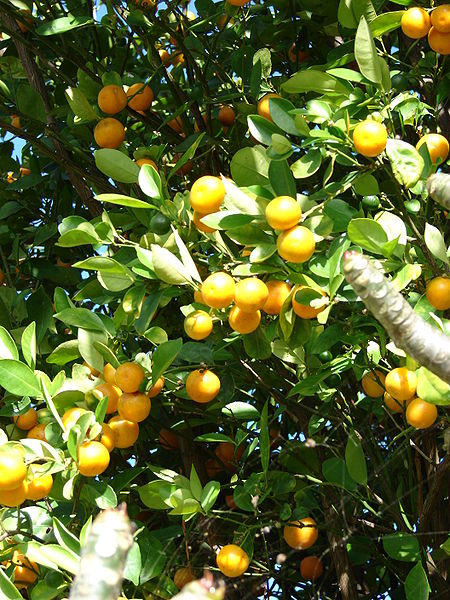 Kumquat (Fortunella)