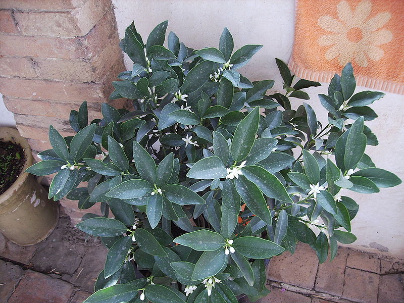 Kumquat (Fortunella)