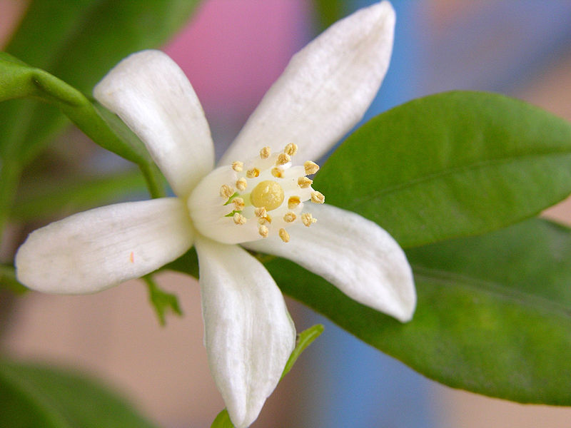 Kumquat (Fortunella)