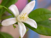 Kumquat Blüte