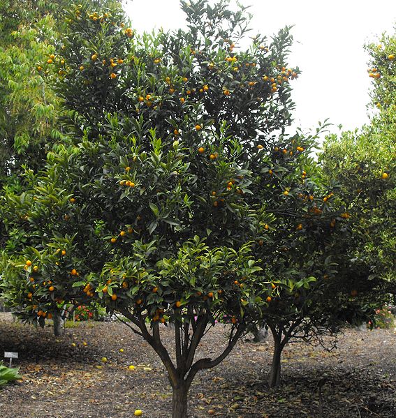 Ovale Kumquat (Fortunella margarita)