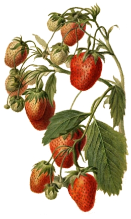 Erdbeeren (Fragaria)