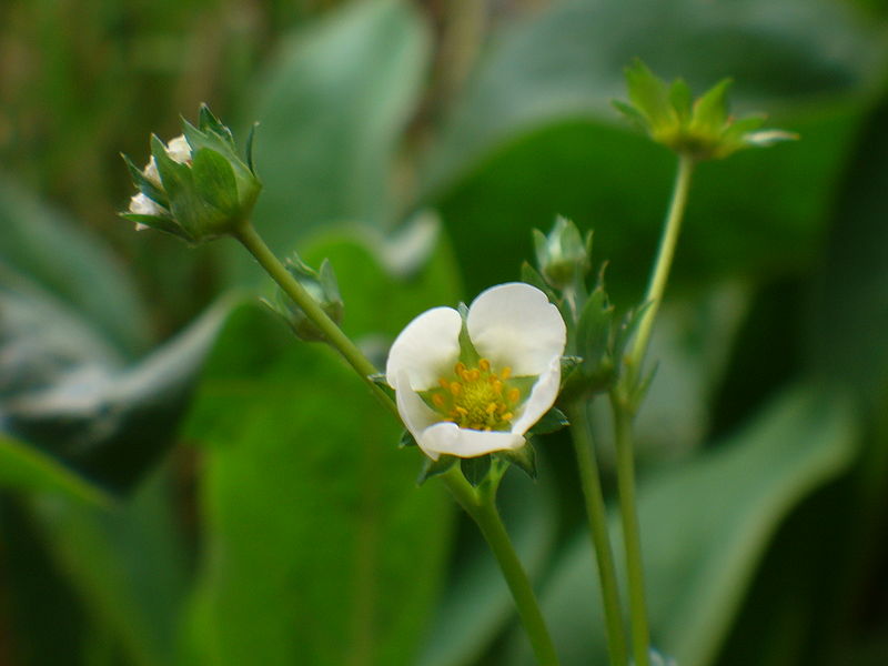 Erdbeerblüte