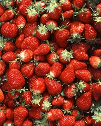 Erdbeeren